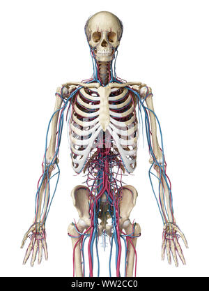 Menschliche Körper Anatomie. 3d-Abbildung: 3/4 Skelett- und Herz-Kreislauf-System. Von vorne betrachtet. Auf weissem Hintergrund. Stockfoto