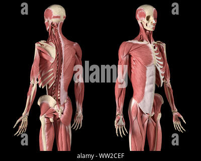 Die männliche Anatomie, 3/4 Abbildung Muskel- und Skeletterkrankungen Systeme, mit interner Muskelschichten. Vorder- und Rückseite Perspektive. auf schwarzem Hintergrund. 3d ein Stockfoto