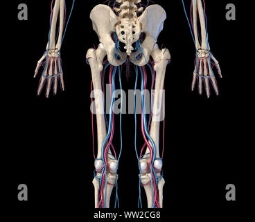 Menschliche Körper Anatomie. 3D-Darstellung der Hüfte, Beine und Hände Skelett- und Herz-Kreislauf-System. Von der Rückseite aus gesehen. Auf schwarzem Hintergrund. Stockfoto