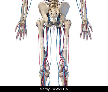 Menschliche Körper Anatomie. 3D-Darstellung der Hüfte, Beine und Hände Skelett- und Herz-Kreislauf-System. Von der Rückseite aus gesehen. Auf weissem Hintergrund. Stockfoto