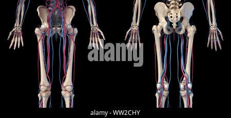 Menschliche Körper Anatomie. 3D-Darstellung der Hüfte, Beine und Hände Skelett- und Herz-Kreislauf-System. Von vorne und von hinten gesehen. Auf schwarzem Hintergrund. Stockfoto