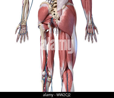 Der menschlichen Anatomie, Gliedmaßen und hip Skelett, Muskulatur und Herz-Kreislauf-System, mit sub Schichten Muskeln. Blick nach hinten, auf weißem Hintergrund. 3D-Darstellung Stockfoto