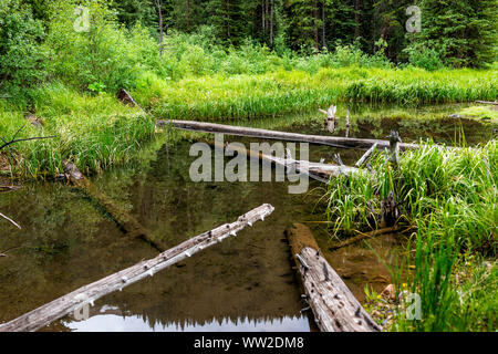 Mountain River Beaver Pond in felsigen Berge im Sommer 2019 auf die vexierfrage Creek Trail in Aspen, Colorado Stockfoto