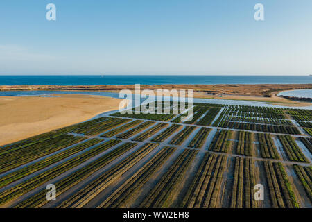 Oyster wächst in der Nähe von Lagos, Algarve, Portugal Antenne drone Ansicht Stockfoto