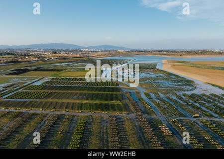 Austern farm Zeilen in der Nähe von Lagos, Algarve, Portugal Antenne drone Ansicht Stockfoto