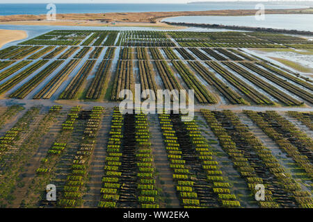Oyster wächst in der Nähe von Lagos, Algarve, Portugal Antenne drone Ansicht Stockfoto
