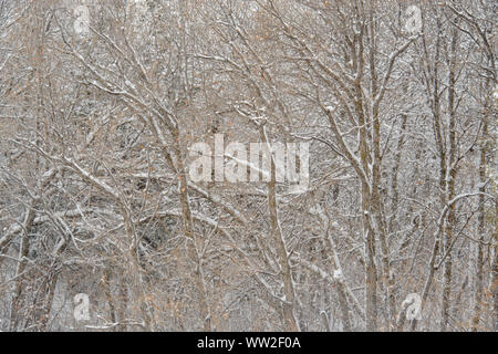 Frischer Schnee auf knorrige Baumstämme, Bryce Canyon National Park, Utah, USA Stockfoto