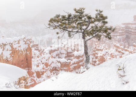 Frische Winter Schnee auf den Hoodoos vom Sunset Point, Bryce Canyon National Park, Utah, USA Stockfoto