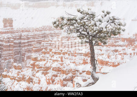 Frische Winter Schnee auf den Hoodoos vom Sunset Point, Bryce Canyon National Park, Utah, USA Stockfoto