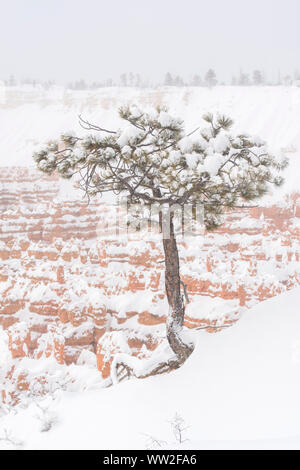 Frische Winter Schnee auf den Hoodoos vom Sunset Point, Bryce Canyon National Park, Utah, USA Stockfoto