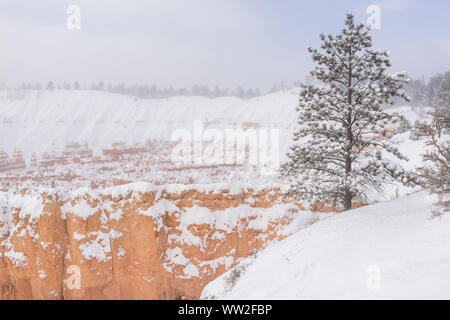 Frische Winter Schnee auf den Hoodoos vom Sunset Point, Bryce Canyon National Park, Utah, USA Stockfoto