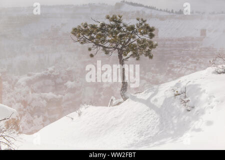 Frische Winter Schnee auf den Hoodoos vom Sunset Point, Bryce Canyon National Park, Utah, USA Stockfoto