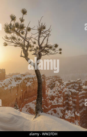 Hoodoos mit Winter Schnee und Eis Nebel im Morgengrauen, vom Sunset Point, Bryce Canyon National Park, Utah, USA Stockfoto