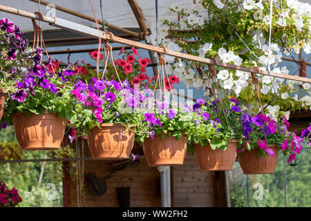 Petunia Blüten in verschiedenen Farben sind in Töpfen eingehängt. Stockfoto