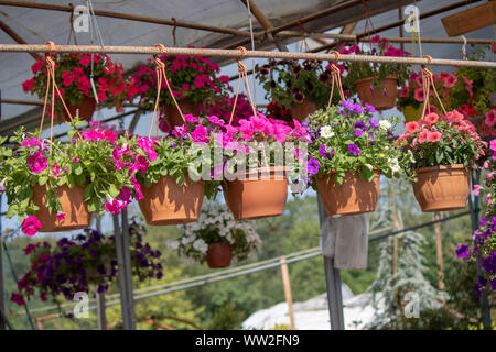 Petunia Blüten in verschiedenen Farben sind in Töpfen eingehängt. Stockfoto