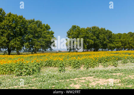 Feld mit Sonnenblumen im Emporda, Catalunya, Costa Brava, Spanien Stockfoto