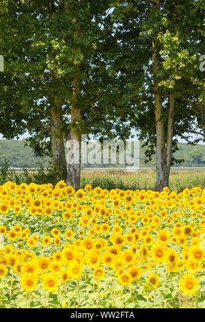 Feld mit Sonnenblumen im Emporda, Catalunya, Costa Brava, Spanien Stockfoto