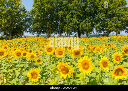 Feld mit Sonnenblumen im Emporda, Catalunya, Costa Brava, Spanien Stockfoto