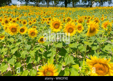 Feld mit Sonnenblumen im Emporda, Catalunya, Costa Brava, Spanien Stockfoto