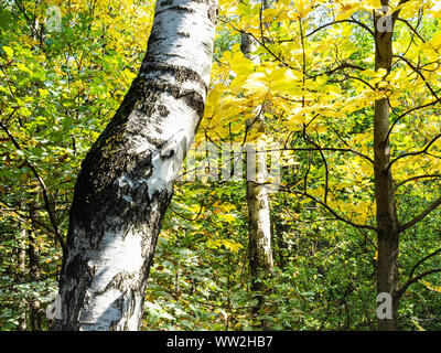 Weißen Stamm der Birke und gelbe Laub von Esche in Green City Park im sonnigen Herbsttag Stockfoto