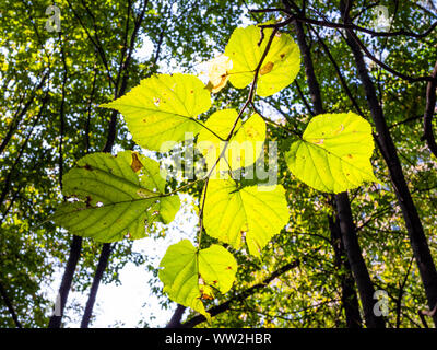 Ansicht von unten auf das vergilbte Blätter von Linde von Sun in Green City Park beleuchtet an sonnigen Herbsttag Stockfoto