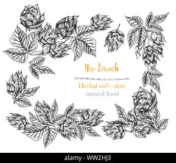 Satz von Botanik hand gezeichnete Skizze hop Grenzen und Frames auf weißem Hintergrund. Strichzeichnung. Pflanzliche Rahmen. Natürliche Lebensmittel Sammlung. Stock Vektor