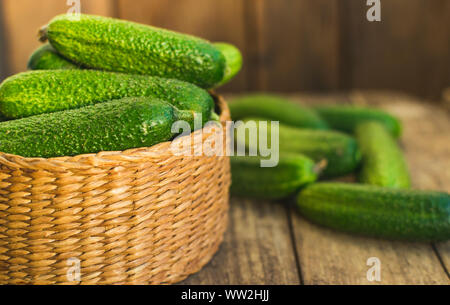 Frische Gurken in Feld und auf alten Holztisch. Selektiver Fokus Stockfoto