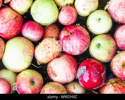 Blick von oben auf die frische Äpfel sind in Wasser im Waschbecken gewaschen, bevor Sie zu Saftpresse, Apfelwein in Dorf zu produzieren Stockfoto