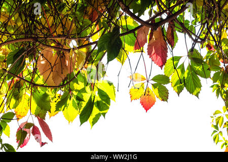 Rahmen der natürlichen Zweige der Parthenocissus Anlage mit Herbstlaub auf weißem Hintergrund ausschneiden Stockfoto