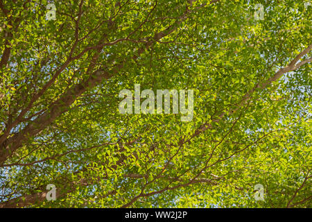 Image-Under groß Natur Grüner Baum. Stockfoto