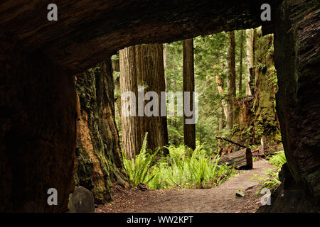 CA 03550-00 ... Kalifornien - Tunnel durch einen riesigen Redwood auf dem James Irvine Trail im Prairie Creek Redwoods State Park. Stockfoto