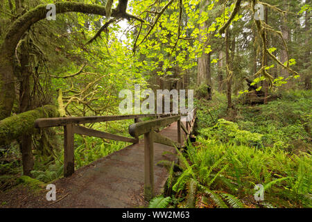 CA 03554-00 ... Kalifornien - Brücke auf der James Irvine Trail im Prairie Creek Redwoods State Park. Stockfoto