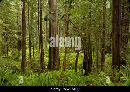 CA 03558-00 ... Kalifornien - Helle, neu, Schwert Farnwedel, der Boden der Redwood Forest entlang der James Irvine Trail, Prairie Creek Redwoods. Stockfoto