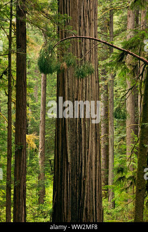 CA 03560-00 ... Kalifornien - Redwood Forest entlang der James Irvine Trail in der Murrelet Zustand Wilderness Area der Prairie Creek Redwoods State Park. Stockfoto