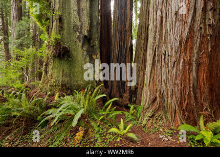 CA 03563-00 ... Kalifornien - Redwood Forest entlang der James Irvine Trail in der Murrelet Zustand Wilderness Area der Prairie Creek Redwoods State Park. Stockfoto