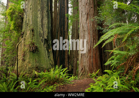 CA 03564-00 ... Kalifornien - Redwood Forest entlang der James Irvine Trail in der Murrelet Zustand Wilderness Area der Prairie Creek Redwoods State Park. Stockfoto