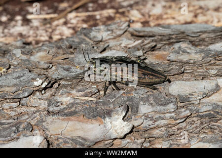 Flatheaded Kiefer Borer (Chalcophora Mariana) Stockfoto