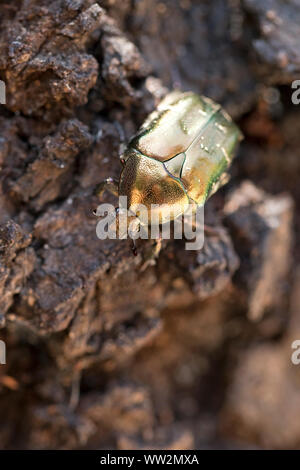 Rose Chafer (Cetonia Aurata) Stockfoto