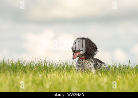 Junge stolz English Springer Spaniel hund liegt im Gras in eine grüne Wiese Stockfoto