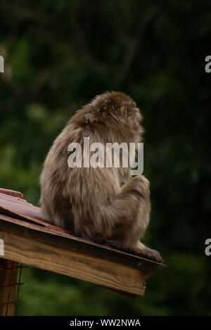 Affe sitzt auf Dach Stockfoto