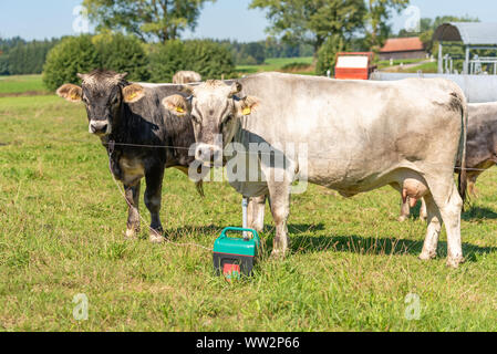 Zwei Kühe stehen auf der Weide und Suchen Stockfoto