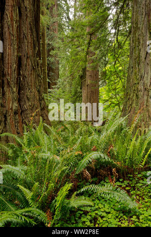 Kalifornien - Redwood Forest entlang der Kathedrale Bäume Trail im Prairie Creek Redwoods State Park, Teil der Redwoods National- und Staatsparks. Stockfoto