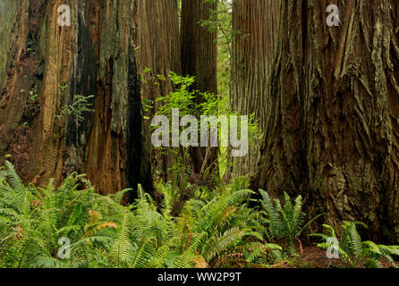 Kalifornien - Redwood Forest entlang der Kathedrale Bäume Trail im Prairie Creek Redwoods State Park, Teil der Redwoods National- und Staatsparks. Stockfoto