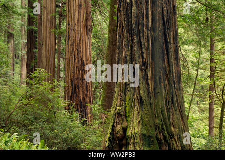 Kalifornien - Redwood Forest entlang der Kathedrale Bäume Trail im Prairie Creek Redwoods State Park, Teil der Redwoods National- und Staatsparks. Stockfoto