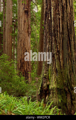 Kalifornien - Redwood Forest entlang der Kathedrale Bäume Trail im Prairie Creek Redwoods State Park, Teil der Redwoods National- und Staatsparks. Stockfoto