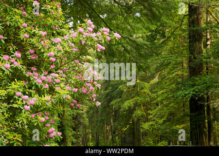 CA 03575-00 ... Kalifornien - eine massive native Rhododendron blühen unter den Redwood Bäumen entlang der Autobahn 199 in Jedediah Smith Redwoods State Park. Stockfoto