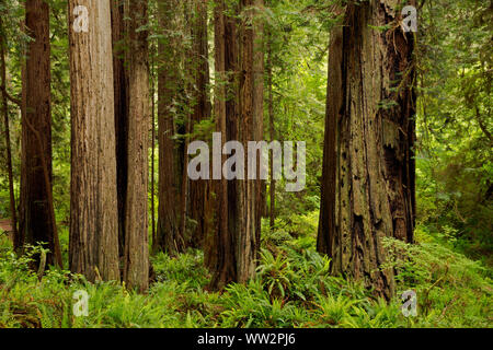 CA 03578-00 ... Kalifornien - Redwood Forest entlang der Kathedrale Bäume Trail im Prairie Creek Redwoods State Park, Teil der Redwoods Naitonal und Stat Stockfoto