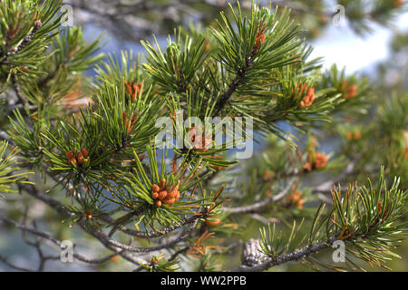 Cloesup von Pine Pollen und grünen Nadeln aus der lodgepole Pine (Pinus contorta) in subalpinen Klima in den Bergen von British Columbia gefunden Stockfoto