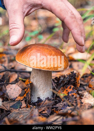 Menschliche Hand wählt einen weissen Pilz. Auf der Suche nach Pilzen im Wald. Männliche hand nehmen einen großen KEP-Pilz in einem Wald im Herbst. Waldpilz Stockfoto