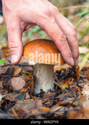 Menschliche Hand wählt einen weissen Pilz. Auf der Suche nach Pilzen im Wald. Männliche hand nehmen einen großen KEP-Pilz in einem Wald im Herbst. Waldpilz Stockfoto